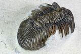 Spiny Scabriscutellum Trilobite - Foum Zguid, Morocco #108188-4